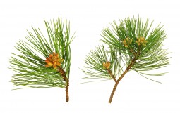 Le Pin sylvestre et maritime